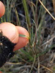 Bouteloua rigidiseta