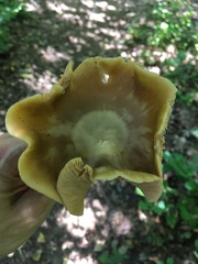 Entoloma bicolor