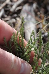 Chaetopappa ericoides