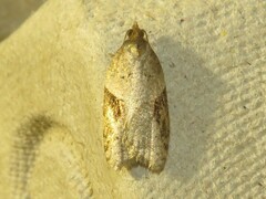 Acleris macdunnoughi