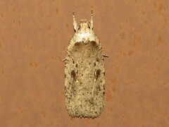 Agonopterix argillacea