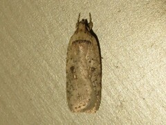 Agonopterix argillacea