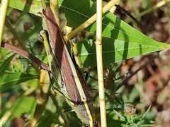 Schistocerca alutacea