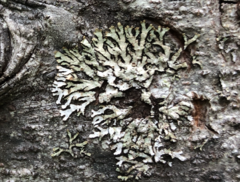 Parmeliopsis hyperopta