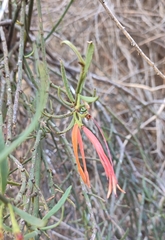 Loranthaceae