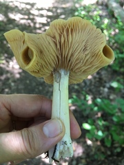 Entoloma bicolor