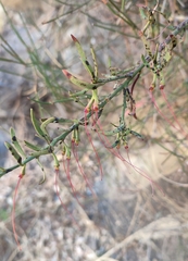 Loranthaceae