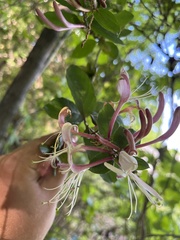 Lonicera caprifolium