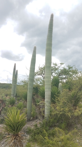 Image of Cephalocereus Columna (Cephalocereus columna) by (c) Alan Rockefeller, some rights reserved (CC BY)
