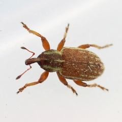 Hypera nigrirostris