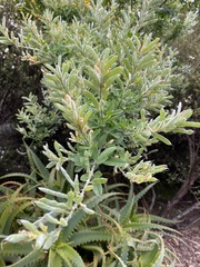 Genista stenopetala
