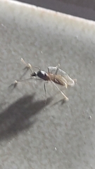 Camponotus
