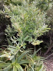 Genista stenopetala