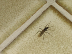 Camponotus