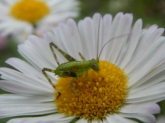 Caedicia