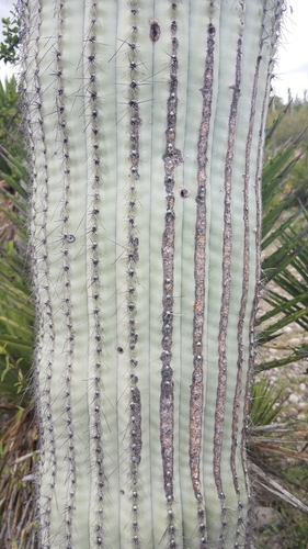 Image of Cephalocereus Columna (Cephalocereus columna) by (c) Alan Rockefeller, some rights reserved (CC BY)