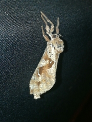 Phassus zapalinamensis