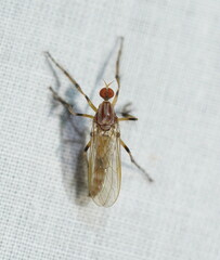 Empididae