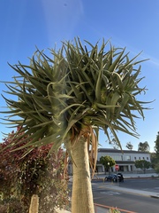 Aloidendron