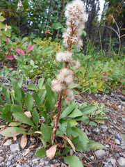 Solidago simplex simplex