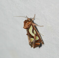 Cosmodes elegans