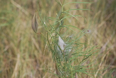 Asclepias subverticillata
