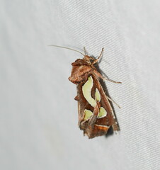 Cosmodes elegans
