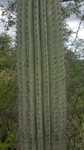 Image of Cephalocereus Columna (Cephalocereus columna) by (c) Alan Rockefeller, some rights reserved (CC BY)