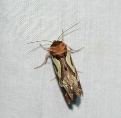 Cosmodes elegans