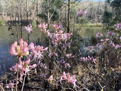 Rhododendron canescens