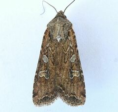 Army Cutworm Moth