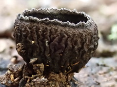 Plectania rhytidia