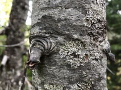 Parmeliopsis hyperopta