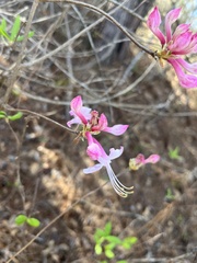 Rhododendron canescens