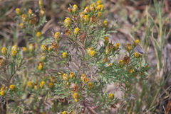 Dyssodia papposa
