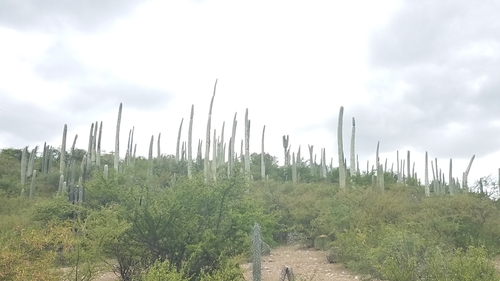 Image of Cephalocereus Columna (Cephalocereus columna) by (c) Alan Rockefeller, some rights reserved (CC BY)