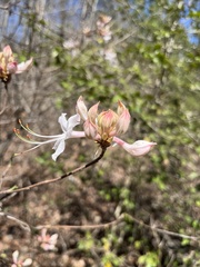 Rhododendron canescens