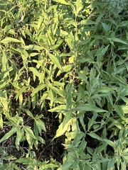 Ambrosia ambrosioides