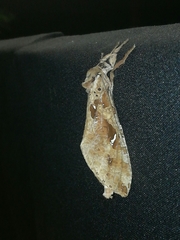 Phassus zapalinamensis