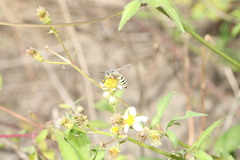 Bembix formosana