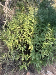 Ambrosia ambrosioides