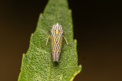 Graphocephala aurora