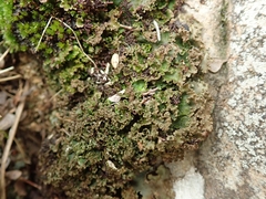 Sticta martinii