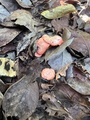 Cantharellus coccolobae