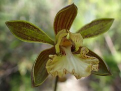 Encyclia altissima