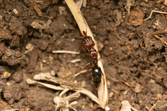Odontomachus haematodus