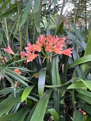 Clivia miniata