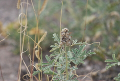 Sphaeralcea coccinea