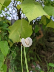 Centrosema pubescens