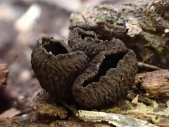 Plectania rhytidia